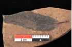 Foto (Detailsansicht) von Quercus palaeoilex Ettingshausen (NHMW-GEO-2024-0188-0855)